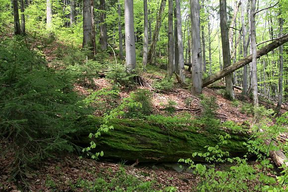 Přírodní rezervace Travný potok (22. 5. 2017)