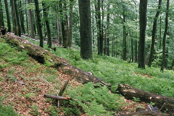 Přírodní rezervace Travný potok (foto P. Chytil)