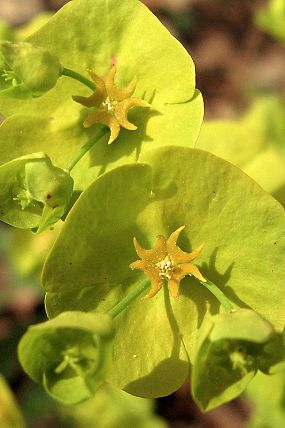Pryšec mandloňovitý (Euphorbia amygdaloides)- detail květenství