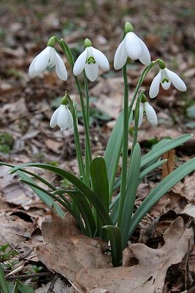 Sněženka podsněžník (Galanthus nivalis)