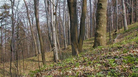Přírodní rezervace Trojačka (25. 4. 2003)