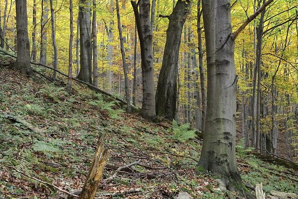 Přírodní rezervace Trojačka (21. 10. 2012)