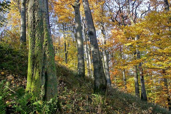 Přírodní rezervace Trojačka - staré porosty v podhřebenové části (21. 10. 2012)