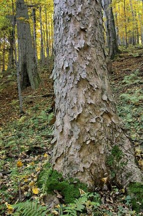 Přírodní rezervace Trojačka (21. 10. 2012)