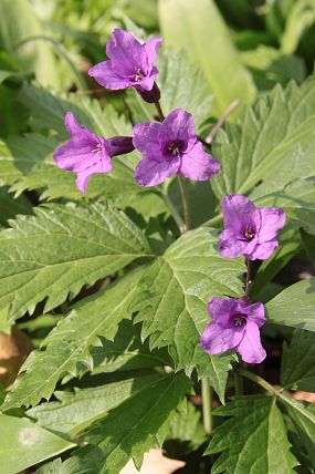 Kyčelnice žláznatá (Dentaria glandulosa)