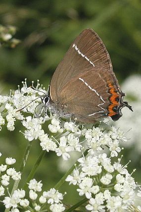 Ostruháček jilmový (Satyrium w-album)