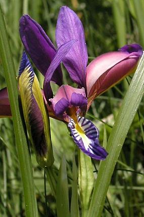 Kosatec trávovitý (Iris graminea), foto © Z. Podešva