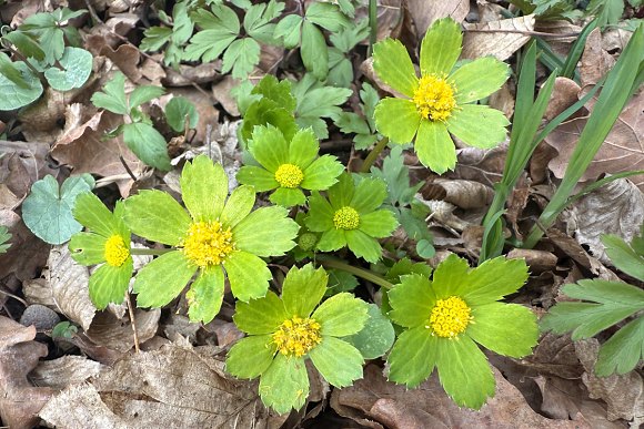 Hvězdnatec zubatý (Hacquetia epipactis) roste v ČR pouze na Moravě a ve Slezsku, 
   	přírodní památka Dubina, 28.3. 2025 