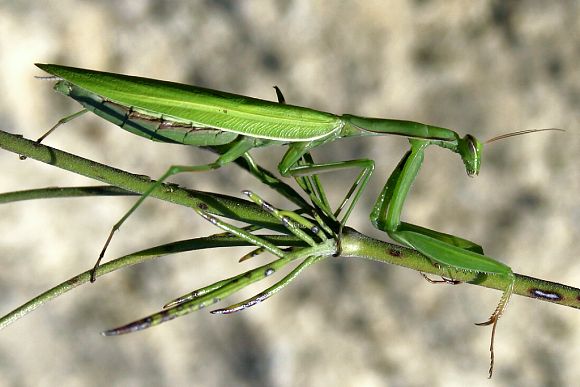 Kudlanka nábožná (Mantis religiosa), přírodní památka Bohuslavické stráně (19. 9. 2005)