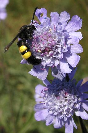 Žahalka žlutá (Scolia hirta) na květenství hlaváče šedavého (Scabiosa canescens), 19. 9. 2005