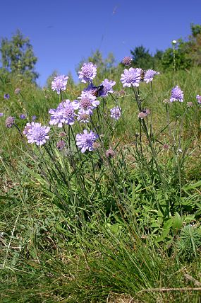 Hlaváč šedavý (Scabiosa canescens), PP Bohuslavické stráně (19. 9. 2005)