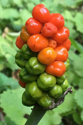 Árón východní (Arum cylindraceum) – plod