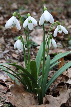 Sněženka podsněžník (Galanthus nivalis)
