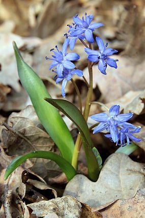 Ladoňka vídeňská (Scilla vindobonensis)
