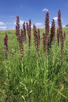 Hadinec červený (Echium maculatum), PP Miliovy louky (2. 6. 2017)