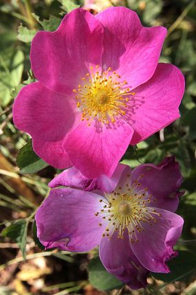 Růže galská (Rosa gallica), PP Miliovy louky (2. 6. 2017)