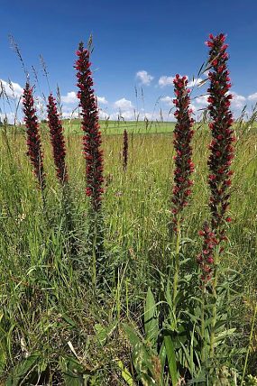 Hadinec červený (Echium maculatum), PP Miliovy louky (20. 5. 2018)