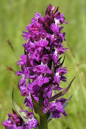Prstnatec májový (Dactylorhiza majalis)