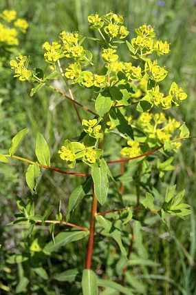 Pryšec kosmatý (Euphorbia illirica)