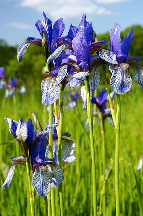 Kosatec sibiřský (Iris sibirica)