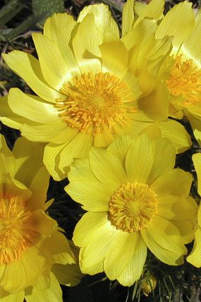 Hlaváček jarní (Adonis vernalis)