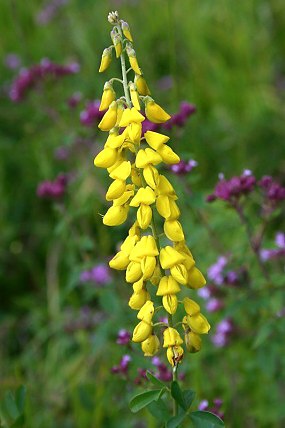 Čilimník černající (Cytisus nigricans), PP Ochozy (12. 8. 2005)