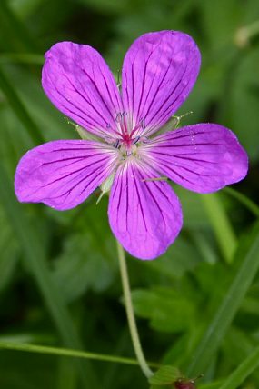 Kakost bahenní (Geranium palustre), PP Očovské louky (11. 9. 2004)