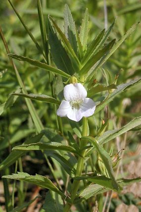 Konitrud lékařský (Gratiola officinalis), PP Očovské louky (11. 9. 2004)