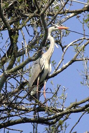 Volavka popelavá (Ardea cinerea), PR Oskovec (15. 4. 2009) 