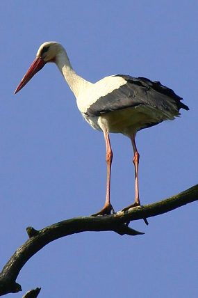 Čáp bílý (Ciconia ciconia) v PR Oskovec (15. 4. 2009)