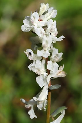 Dymnivka dutá (Corydalis cava)