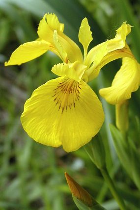 Kosatec žlutý (Iris pseudacorus)