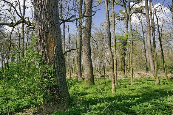 Přírodní rezervace Oskovec (15. 4. 2009)