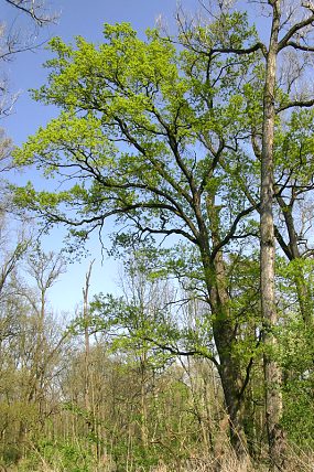Dub letní (Quercus robur), PR Oskovec (15. 4. 2009)