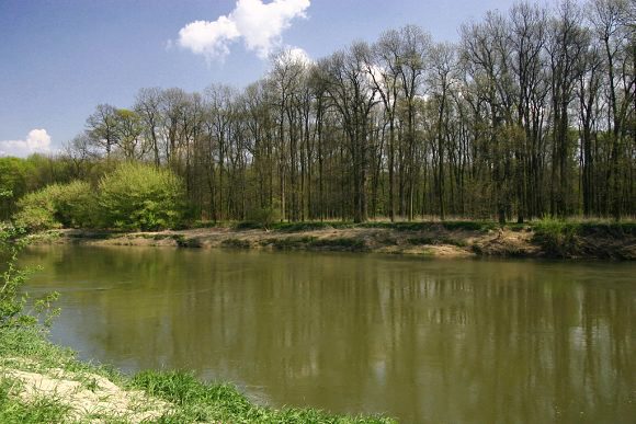 Přírodní rezervace Oskovec II – výhled přes řeku Moravu od PR Oskovec (15. 4. 2009)