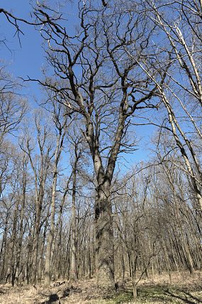Dub letní (Quercus robur), PR Oskovec II (28. 3. 2022)