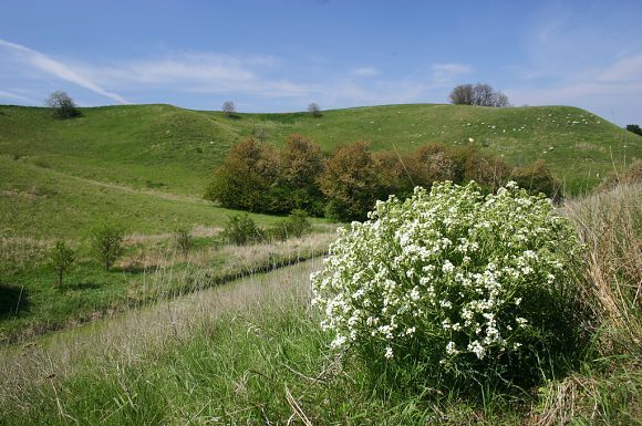 Prostřední Špičák, jedna z částí přírodní památky Špidláky (1. 5. 2005)