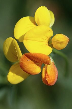 Štírovník úzkolistý (Lotus tenuis), PP Vypálenky (6. 7. 2017)