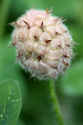 Jetel jahodnatý (Trifolium fragiferum) – plody, PP Vypálenky (6. 7. 2017)