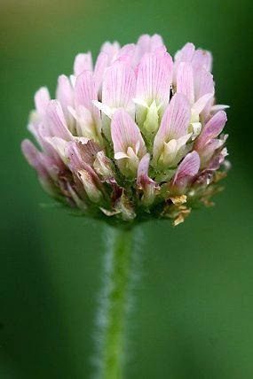 Jetel jahodnatý (Trifolium fragiferum) – květy, PP Vypálenky (6. 7. 2017)