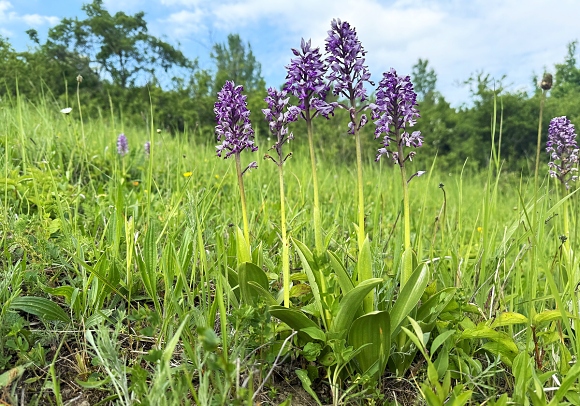 Vstavač vojenský (Orchis militaris), Stráně u Cetechovic, 7.5. 2025