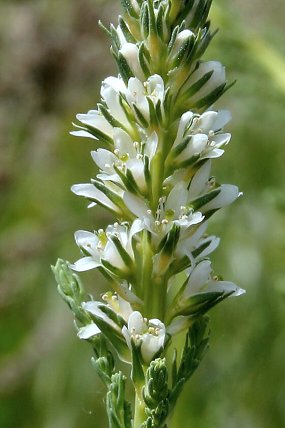Židoviník německý (Myricaria germanica)