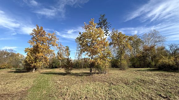 Návštěva u sousedů v Jihomoravském kraji – podzim v CHKO Soutok u Moravské Nové Vsi, 25.10. 2025
