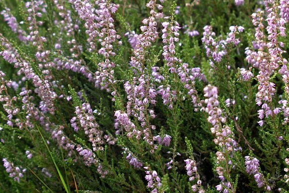 Vřes obecný (Calluna vulgaris), PP Vřesoviště Bílová, foto © Zdeněk Podešva