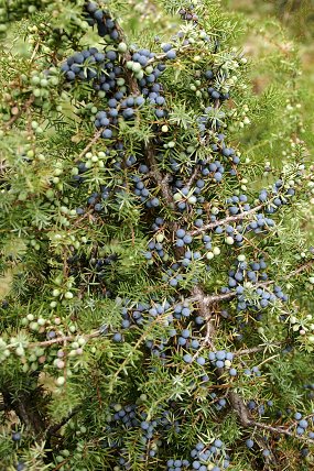Jalovec obecný (Juniperus communis), PP Vřesoviště Bílová 