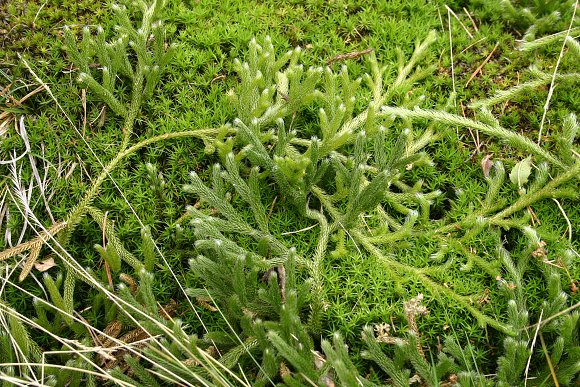 Plavuň vidlačka (Lycopodium clavatum), PP Vřesoviště Bílová, foto © Zdeněk Podešva