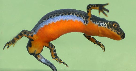 Čolek horský (Ichthyosaura alpestris)