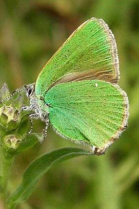 Ostruháček ostružinový (Callophrys rubi), PP Drážov (16. 6. 2002), foto © Zdeněk Podešva