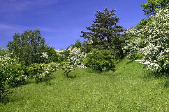 Přírodní památka Drážov (21. 5. 2005), foto © Z. Podešva