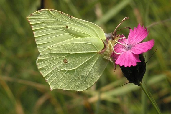 Žluťásek řešetlákový (Gonepteryx rhamni), PP Drážov (16. 6. 2002), foto © Z. Podešva